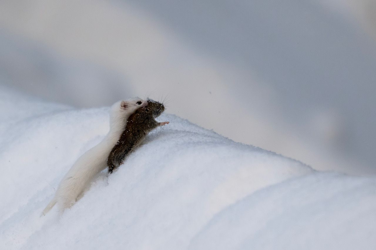 (Finland). Foto van Wiel Arets.
Wezel